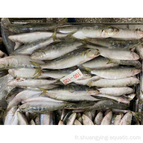 Matières premières Frozen Sardinella Longiceps WR pour conserve